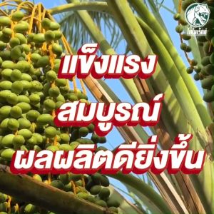 ฮิวมิกส้ม (เห็นผลใน 7 วัน) แก้ดินพัง ดูดซึมธาตุอาหารได้ดี เร่งขยายราก ปลดปล่อยธาตุอาหาร ทาร์โบฮิวมิก 1 กิโลกรัม