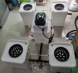 ถังปลูกระบบน้ำไหลวน ถังปลูกไฮโดรโปรนิค RDWC