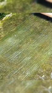 D.S. แปรงลวดสเตนเลส แปรงลวดขัดพื้น สําหรับทําความสะอาดพื้น ทนทาน Stainless steel brush head