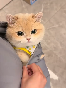 Japanese Style Pet Grooming Apron Anti Scratch Pet Carrier For Cat Dog apron dandanan kucing