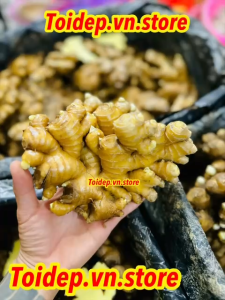 Gừng Sẻ Ruột Vàng Nguyên Bẹ Củ To Sẵn Mầm - Bonsai Thủy Sinh Trà Gừng Gia Vị Nấu Ăn Làm mứt