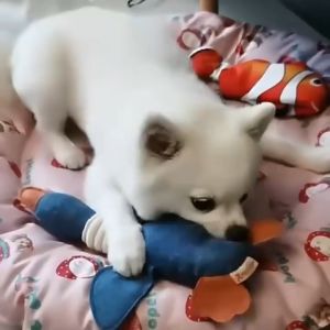 ยางกัด รูปขนเป็ด ของเล่นสุนัข สำหรับสัตว์เลี้ยง - นิ่ม สําหรับ ขนาด 6cm x 6cm x 5cm