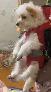 Địu vận chuyển Chó Mèo nhỏ ba lô vận chuyển Chó Mèo - Hara Pet Store