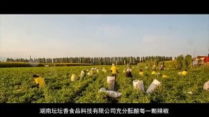 Hunan Fish Chopped Chili 210g/280g 湖南特产坛坛乡剁辣椒 – Flavorful & Spicy 拌饭必备