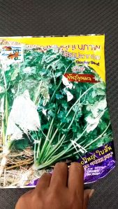 ผักชี ปลาทอง พันธุ์พูนผล 300 กรัม หมดอายุ11/2569 ลอตใหม่ งอกดี ต้นอวบ ก้านใหญ่ ใบใหญ่ ออกดอกช้า รากแขนงยาว ใหญ่ ทนฟ้าฝน ตลาดนิยม