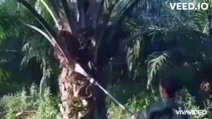 อุปกรณ์เกี่ยวปาล์มน้ำมันพร้อมชุดเครื่องยนต์ เสียมแทงปาล์ม เคียวเกี่ยวปาล์มและใบเลื่อยสำหรับตัดปาล์มน้ำมัน สินค้ามีอนุสิทธิบัตร