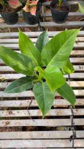 Cây Trầu Bà Đế Vương Xanh - Tổng thể tầm 30-40 cm - Kiểng lá trang trí sang trọng!