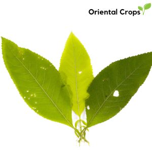 sambong fresh leaf 50 pcs. dahon herb plant