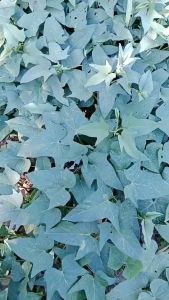 12 pcs/ 24 pcs Okinawan Purple Sweet Potato Cuttings Hawaiian Sweet Potato Vegetable Seeds Superfood Easy to grow