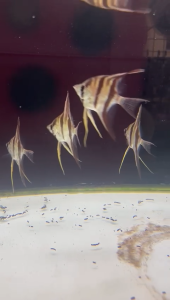 Altum Anglefish 1 inch