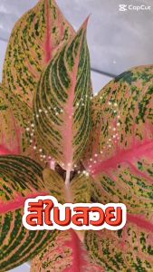 เลกาซี่ รวยล้นฟ้า กระถาง 5 นิ้ว รูปแบบอโกลนีมา ต้นไม้ ต้นไม้ฟอกอากาศ ต้นไม้มงคล