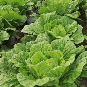 ผักกาดขาวปลีกาบอ่อน เจ้าขุน9 (กระป๋องและถุงใหญ่)