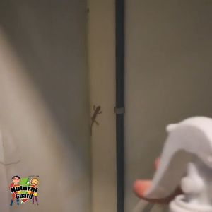 สเปรย์ไล่จิ้งจก ตุ๊กแก Natural Guard ส่งด่วน