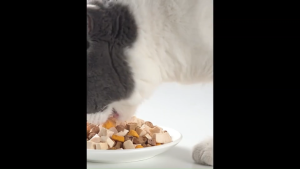 Furiri 500g Freeze-Dried Raw Pet Food Natural Topper Treat Real Meat Organs Seafood ForDogs and Cats All Life Stages