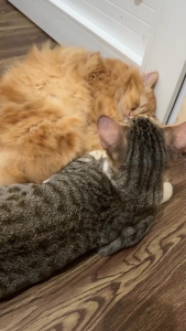 Shampoo Kering Anabul Anjing Kucing - Novamos Paws & Dry Shampoo 100ml