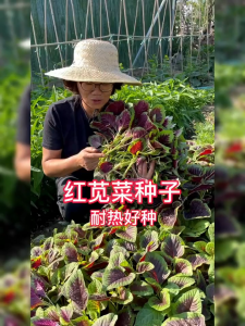 10000 เมล็ด เมล็ดพันธุ์ผักโขมสาม เมล็ดผักโขมสาม ผักโขมสามสี  ปลูกง่าย งอกไว ใบดก มีคุณค่าวิตามินสูง