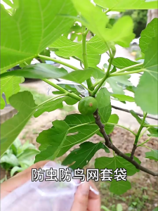 Nylon Fruit Protect Mesh Net Bag Garden Fruits Net Agriculture Garden Vegetable Protection Beg Jaring Pelindung Buah