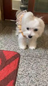 ชุดไทยหมาใหญ่ เบอร์1-10 ชุดโจงกระเบน/ผ้าซิ่น ชุดไทยออเจ้าสุนัข/แมว ชุดลอยกระทง/สงกรานต์/งานแต่งงาน ผ้าไทยหรูหรา