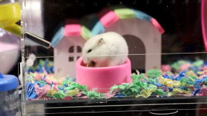Hamster Cages Hamster Habitats Gerbil House Transparent Acrylic Small Animal House for Pet Rat Syrian Hamster Mouse with Accessories
