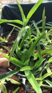 Cây giống Cỏ bao tử hay còn gọi là linh chi thảo cỏ dạ dày Khuê Đỗ