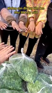 G76 Bao Ngón Tay Silicon Ngắt Rau Hái Rau Củ Gắn Móng Kim Loại Săc Bén Thu Hoạch Rau Củ Quả Tiện Dụng GA625