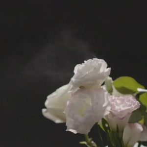 b-MOLA Go X Mmehuillet + Twilly - Pembersih Udara Portable