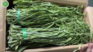[HÀNG KIỂM ĐỊNH] Rau tiến vua - Rau cần biển khô loại 1 hút chân không  xanh giòn ngon chất lượng