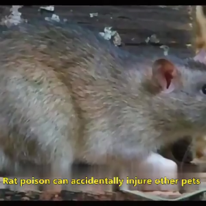 (Cholecalciferol) Rat poison bait home anti rodent pill warehouse strong anti rodent agent restaurant induced rodent tablet agricultural rodent control and pest control expert