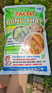 [TRUNG THIEN THINH] PACLO ĐỒNG THÁP 15WP Gói 1KG Kích Thích Ra Hoa Hạn Chế Chiều Cao Chống Đổ Ngã