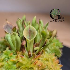 Heliamphora Sun Pitcher [Carnivorous Plant][GILAGARDEN]