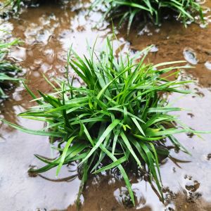 Eriocaulon Sp Vietnam Clump Tanaman Aquascape