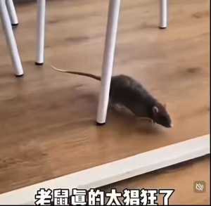 💥ปลอดหนูตลอดทั้งปี💥ยาเบื่อหนู เหยื่อกำจัดหนู ซากแห้ง ไม่เน่าเหม็น สูตรตายแห้ง สำเร็จรูปใช้งานได้เลย หนูชอบเป็นพิเศษ ยาเบื่อ หนู แรงๆ ไม่ต้องผสมอาหาร ยาฆ่าหนูแรง ตายแห้ง