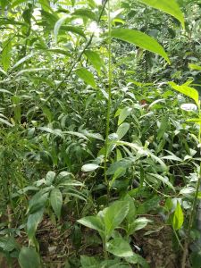 Cây hoàn ngọc tía/đỏ hay còn gọi là cây xuân hoa (cây tươi)