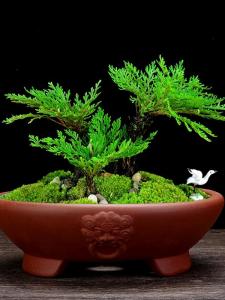Yixing Purple Clay round Plant Pot for Succulent Plants Greenery Gold Ball Special Wind Desktop Bonsai Flowerpot Chinese Style