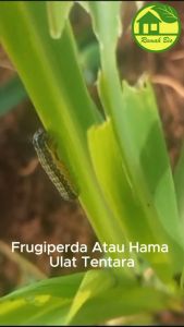 FEROMON FAW LURE pengendali efektif hama ulat tentara spodoptera frugiperda tanaman jagung