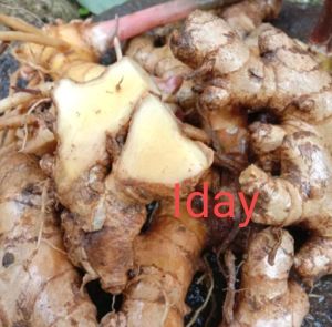 LEMPUYANG GAJAH 1/5/10kg LEMPUYANG BERSIH OBAT HERBAL