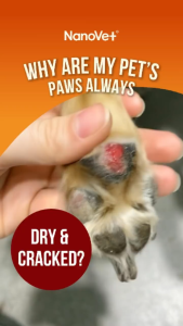 Nanovet® Pet Paw Cream For Cat And Dog (50gm)