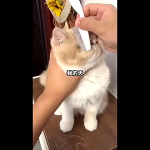 Lược chải ve rận chó mèo gỡ rối lông hiệu quả