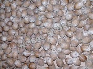 KELAPA MINI KELAPA KECIL HARGA 1 BUTIR SUDAH DI LUBANGI