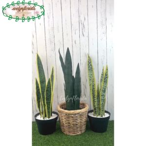 Dekorasi Ruang Tamu dengan Pohon Hias Lidah Mertua Artificial