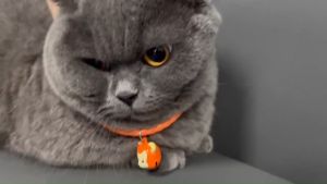 Pet collar Pet Neck Strap Adjustable Cat Collar Dog Collar With Bell Cat Necklace  Neck Strap Dog Cat Rabbit Kitten Rantai Kucing 猫项圈