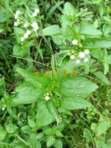 Red Fuzz Mint Snack Green Nuts Special Products Edible Agricultural Products Guangdong Province Jiangmen City China Mainland 500g