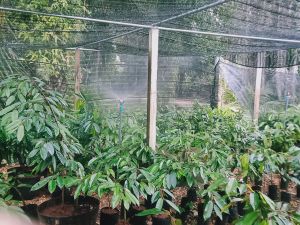 ต้นทุเรียนหมอนทองเสียบยอดพร้อมปลูก ความสูง40-60ชม.ชุด2ต้น*ชื้อ10ต้นแถม1ต้น