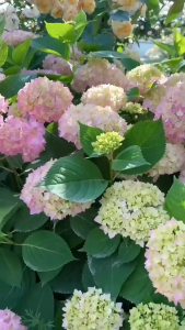 艾尚棵 绣球花专用肥 Hydrangea-Specific Fertilizer Slow-Release Granules Organic Fertilizer Baja Khas Hidrangea 养花 开花 促花 缓释颗粒 有机肥