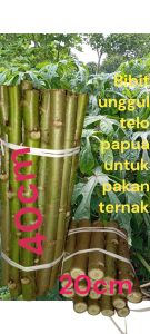 bibit stek telo papua bibit unggul untuk pakan ternak panjang 20-40 cm per  10 batang