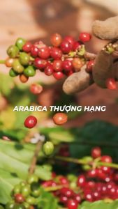 [TẶNG LY INOX] Hộp Quà Cà Phê Hương Chồn (Thượng Hạng) - 150gr - Cafe Chồn Rang Xay Ban Me Gold - Honee Coffee