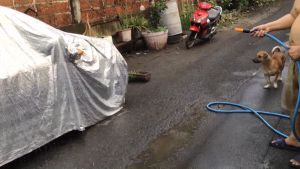 ข้อต่อสำหรับสายยางมีหลายแบบ