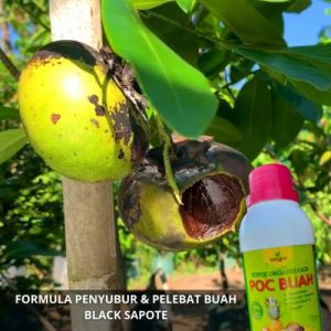 Pupuk Black Sapote: Penyubur & Pelebat Buah