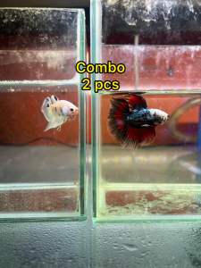 BETTA FISH[COMBO 2PCS] GRED A QUALITY FISH