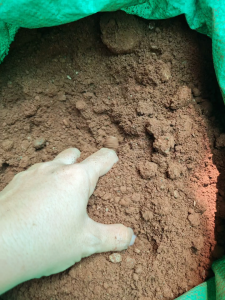 2kg đất phù sa (đất thịt) dùng để trồng sen mini cây cảnh